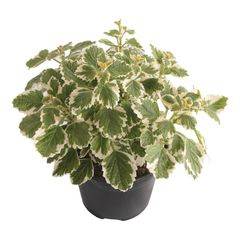 Planta Espantamoscas m06