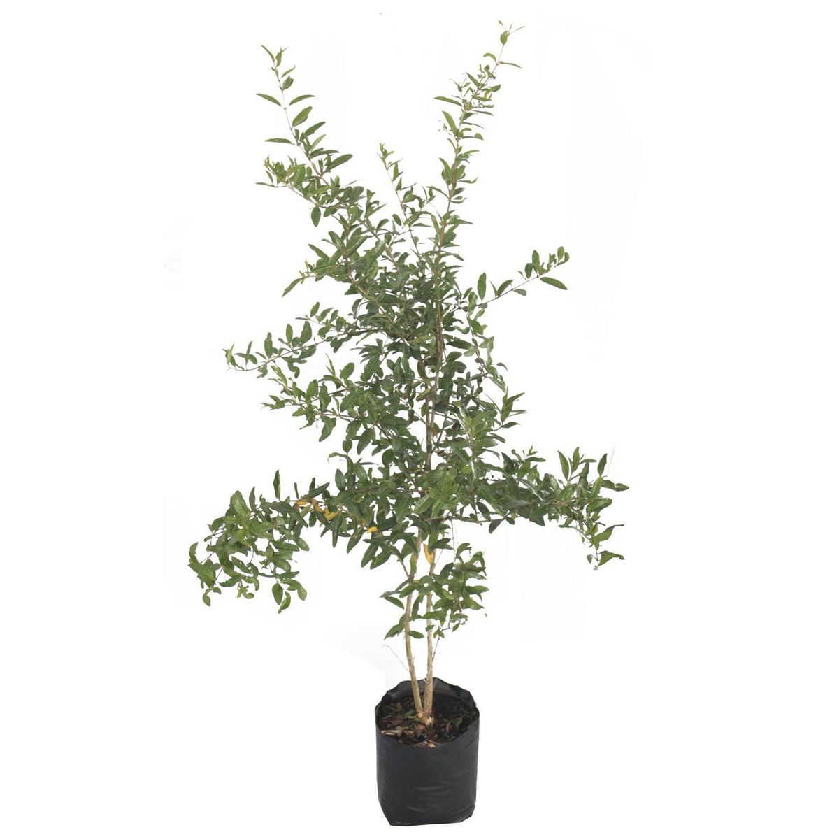 Conaplor - Planta Granada b06