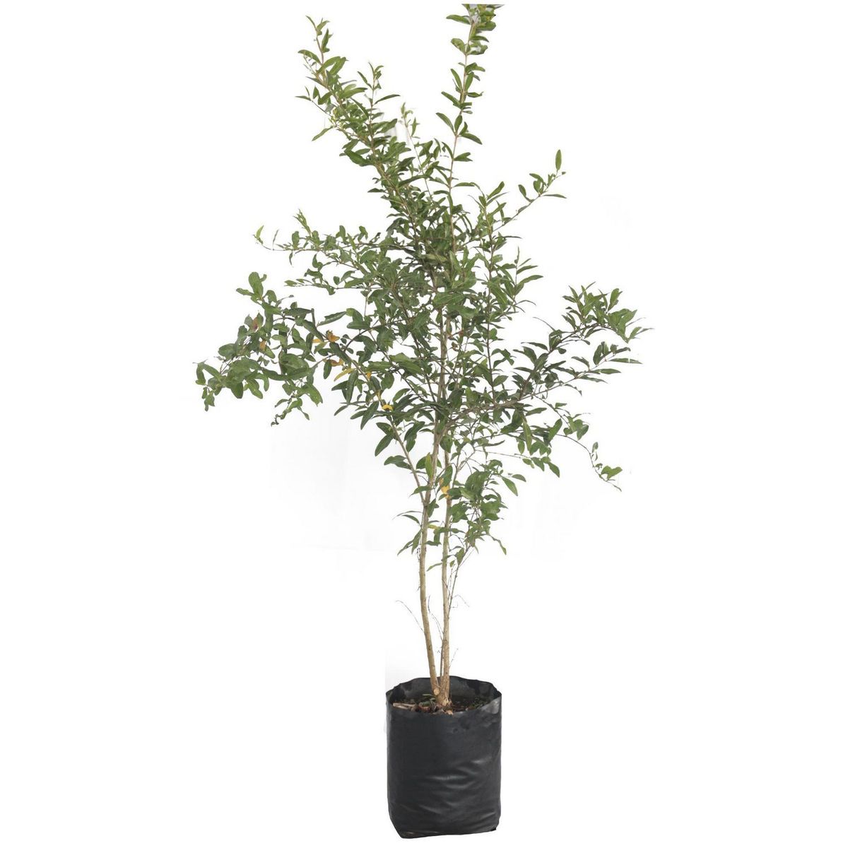 Conaplor - Planta Granada b06