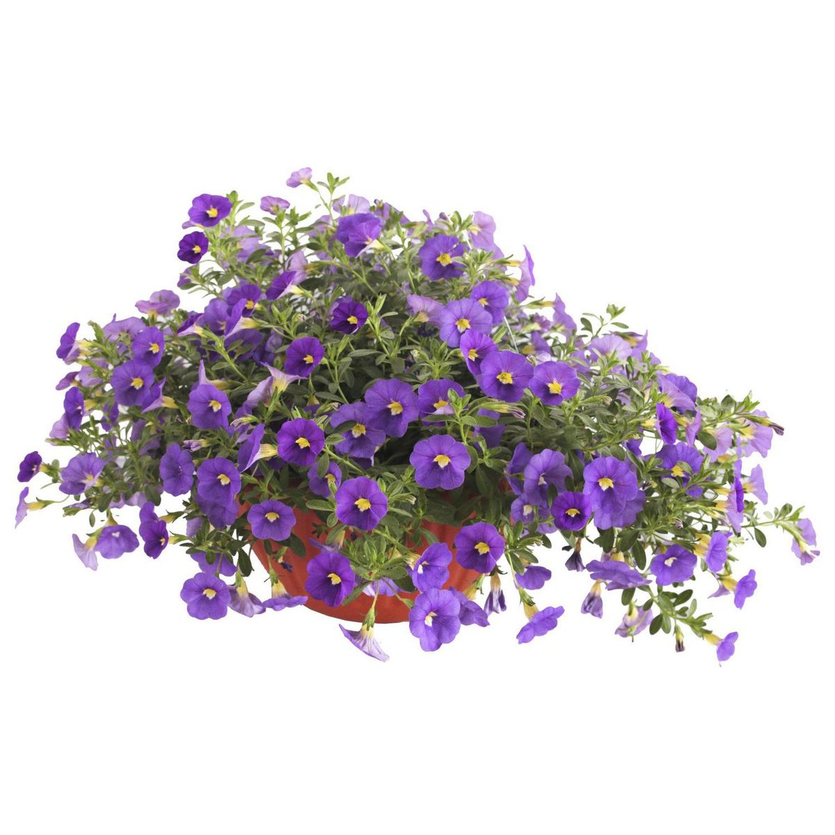 Planta Calibrachoa (c10), marca Conaplor - Foto Principal