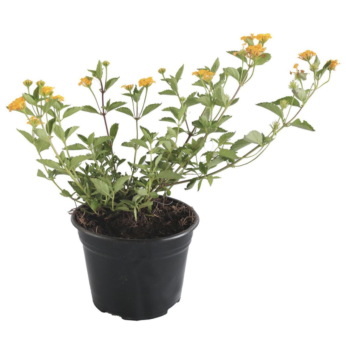 Planta Lantana M06, marca Conaplor - Foto Principal
