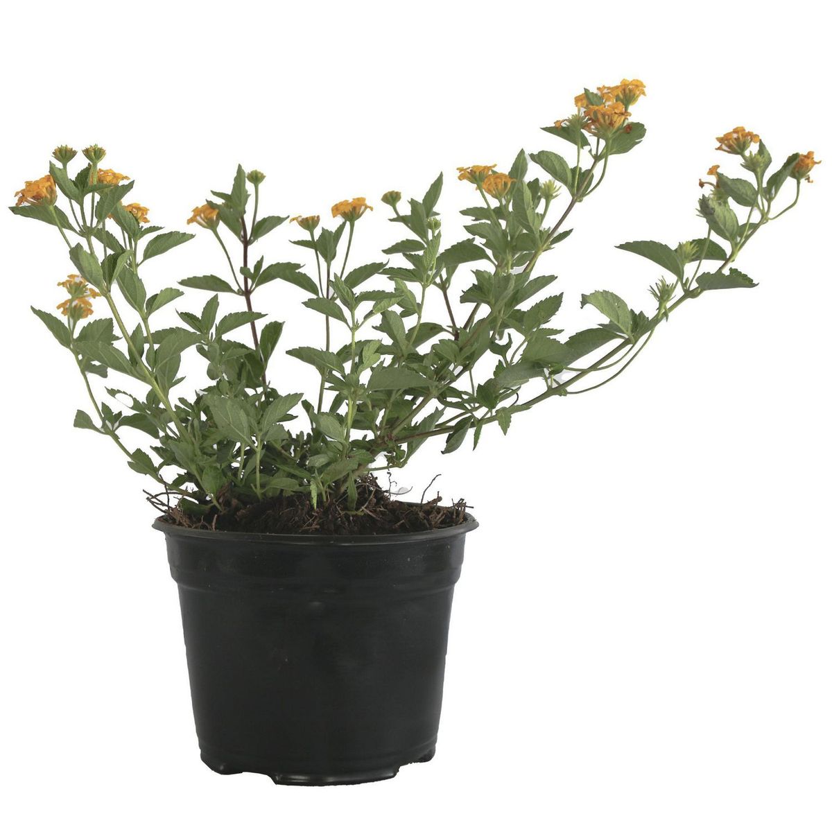 Planta Lantana M06, marca Conaplor - Foto 2