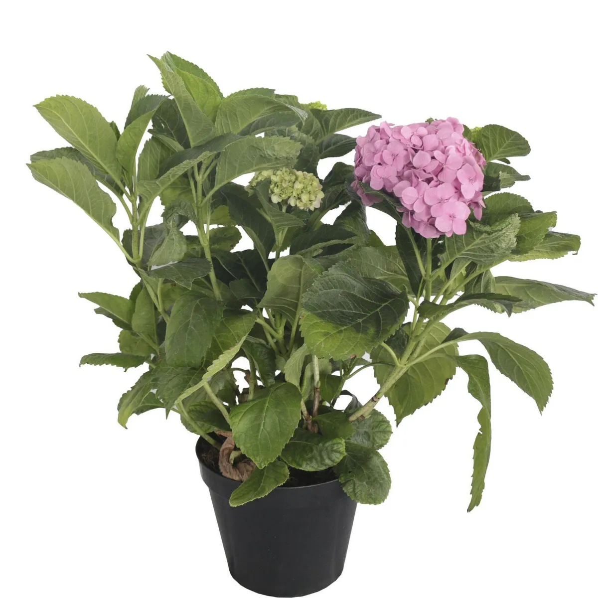 Conaplor - Planta Hortensia M10