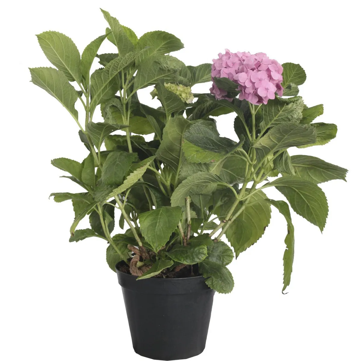 Conaplor - Planta Hortensia M10