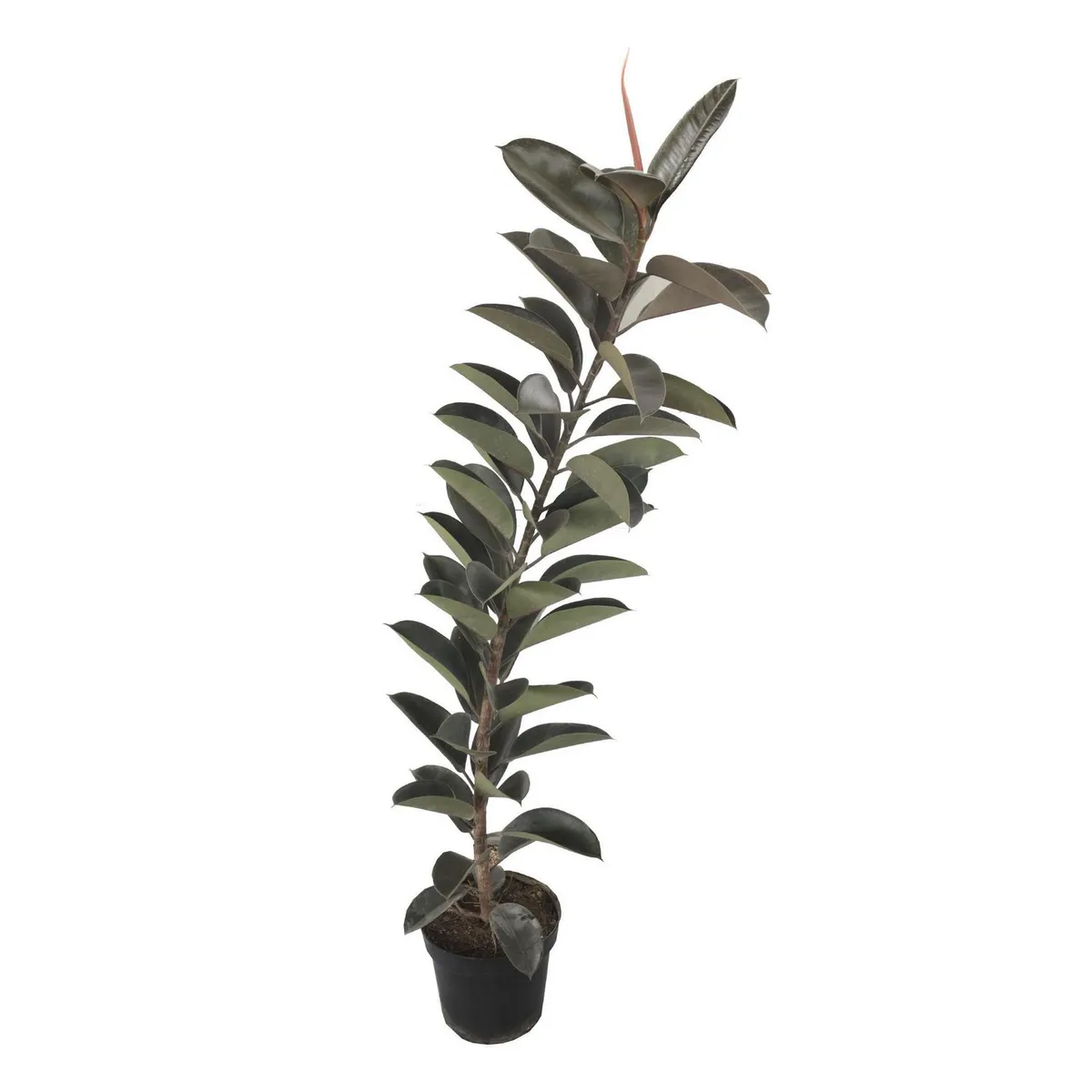 Planta Hule Negro M11, marca Conaplor - Foto Principal