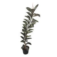 Planta Hule Negro M11