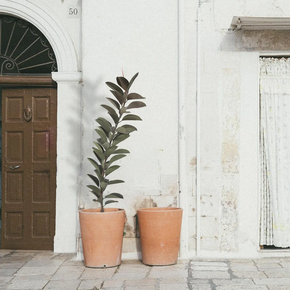 Planta Hule Negro M11, marca Conaplor - Foto 2