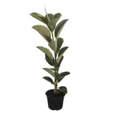 Planta Hule Variegado B06