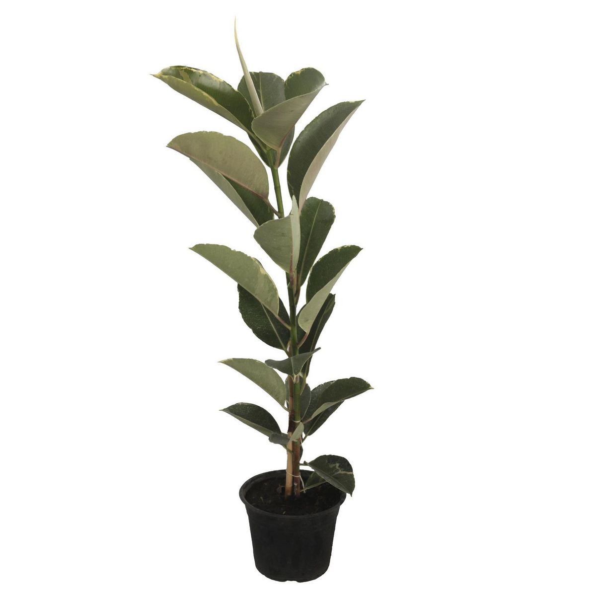 Conaplor - Planta Hule Variegado B06