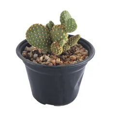 Planta Nopal Colores M05