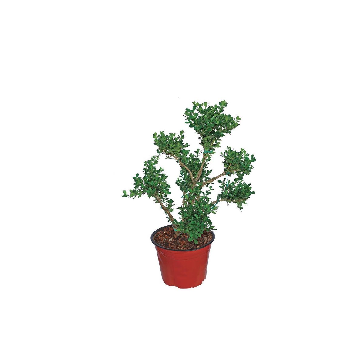 Conaplor - Planta Arrallan Topiario m8