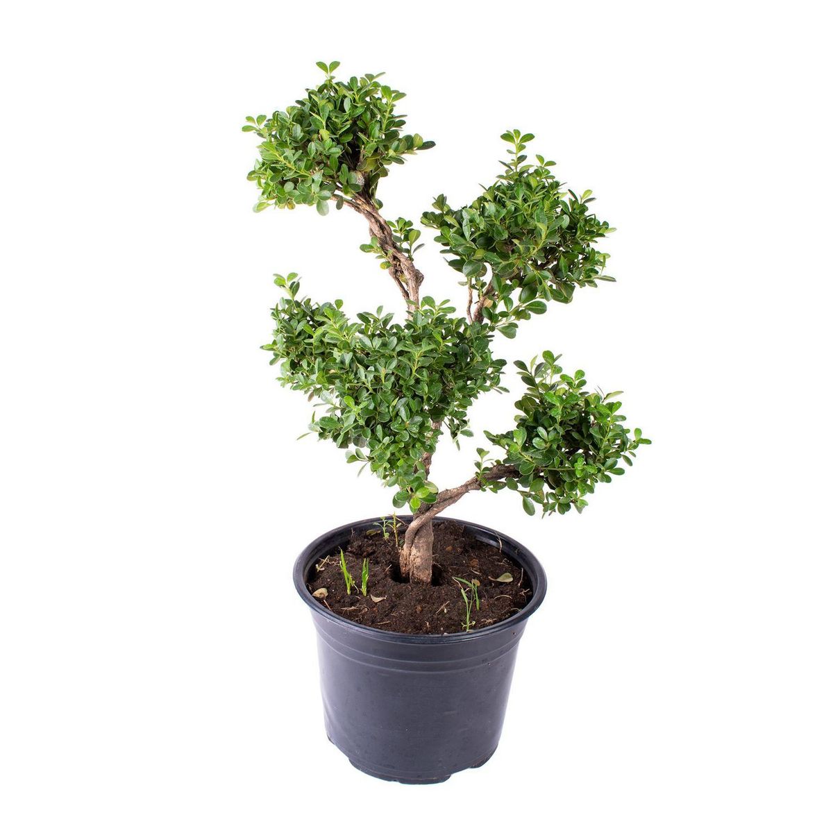 Conaplor - Planta Arrallan Topiario m8