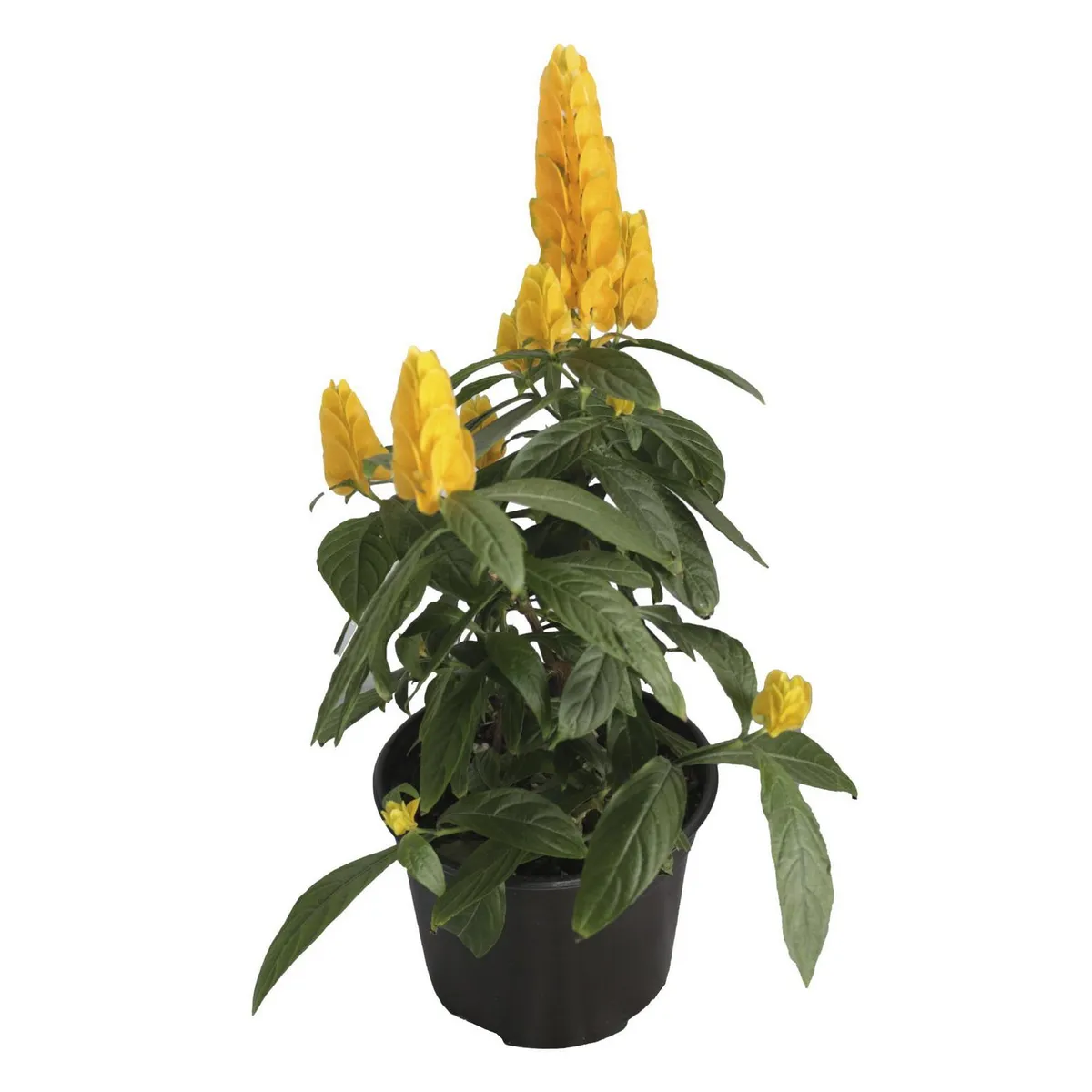Planta Pakistakis M06, marca Conaplor - Foto Principal