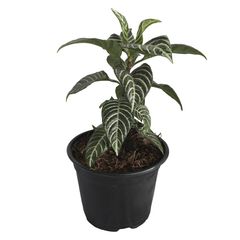 Planta Aphelandra m6