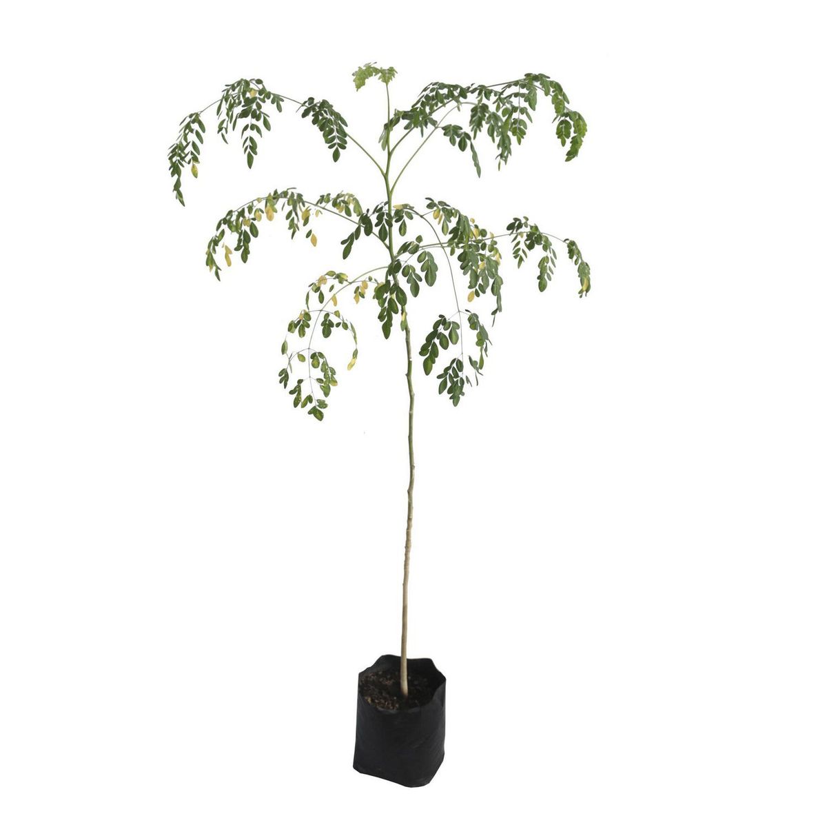 Planta Moringa B03, marca Conaplor - Foto Principal