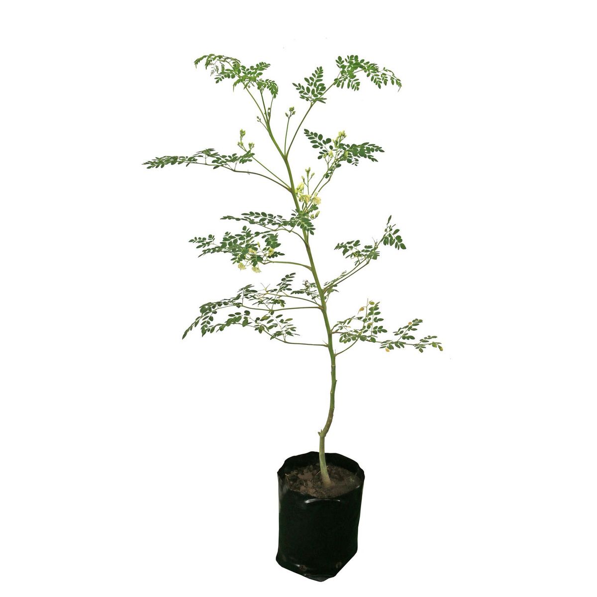 Planta Moringa B03, marca Conaplor - Foto 2