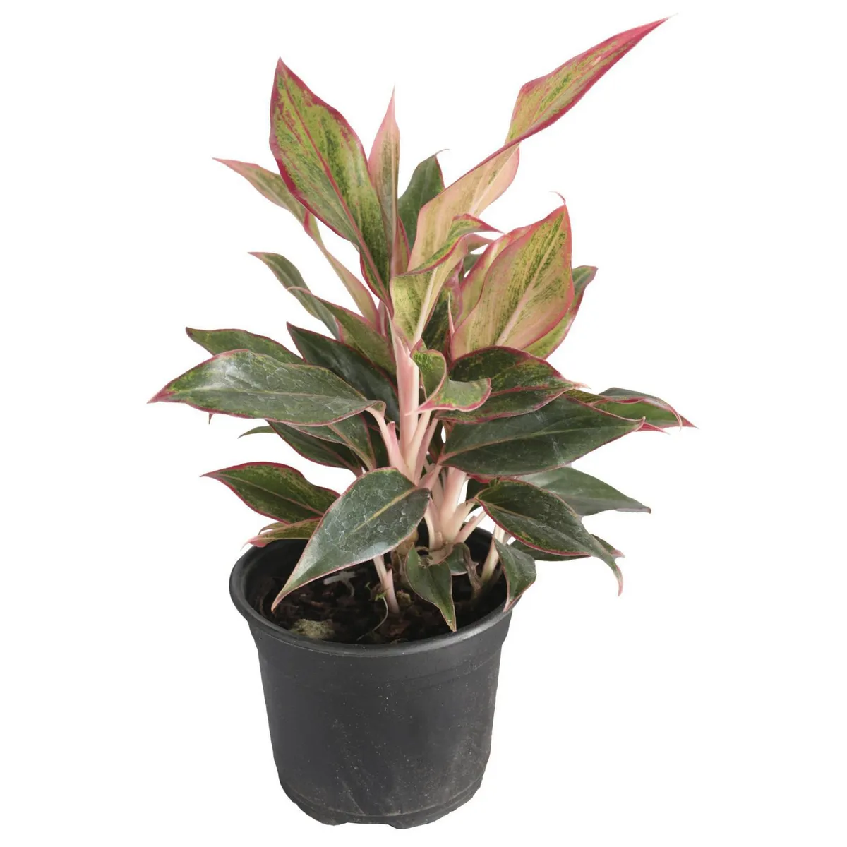 Planta Aglonema M6, marca Conaplor - Foto Principal