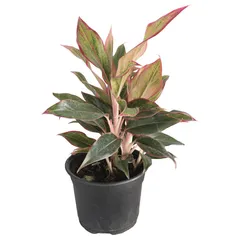Planta Aglonema M6