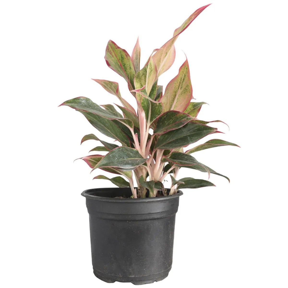 Planta Aglonema M6, marca Conaplor - Foto 2