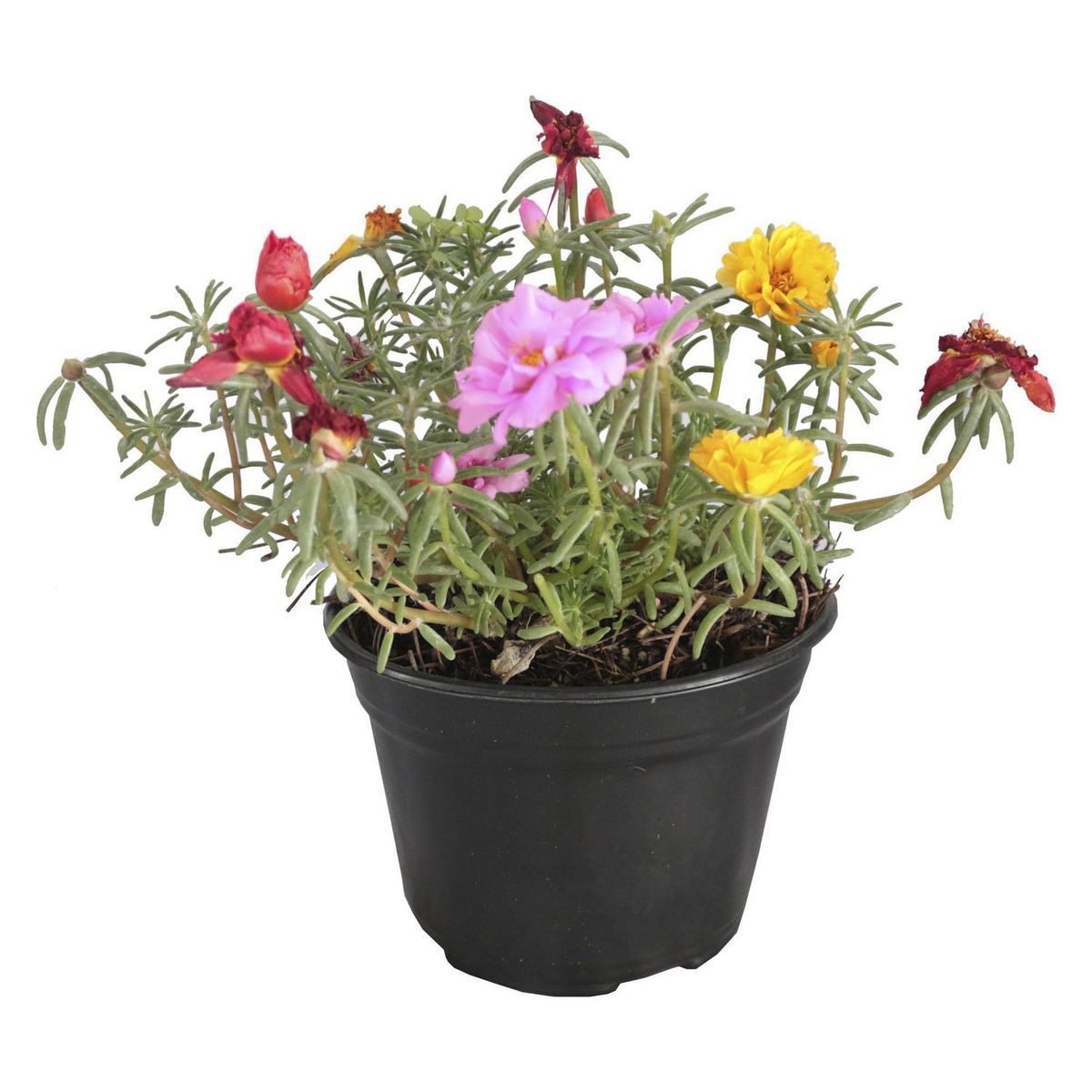 Conaplor - Planta Amor de un Rato m6