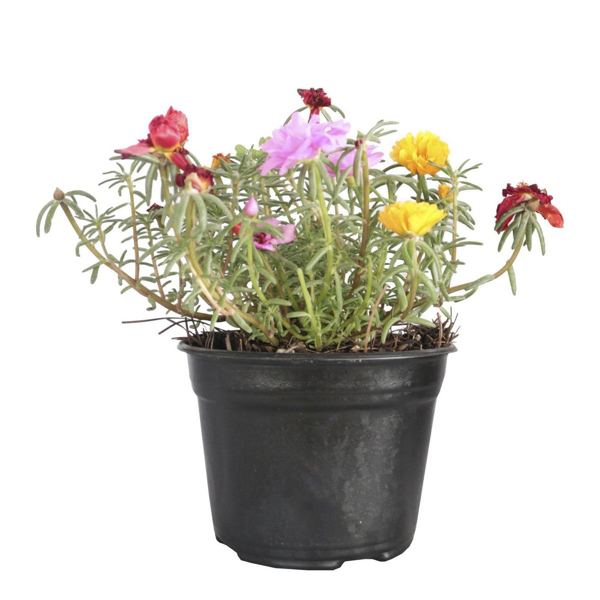 Conaplor - Planta Amor de un Rato m6