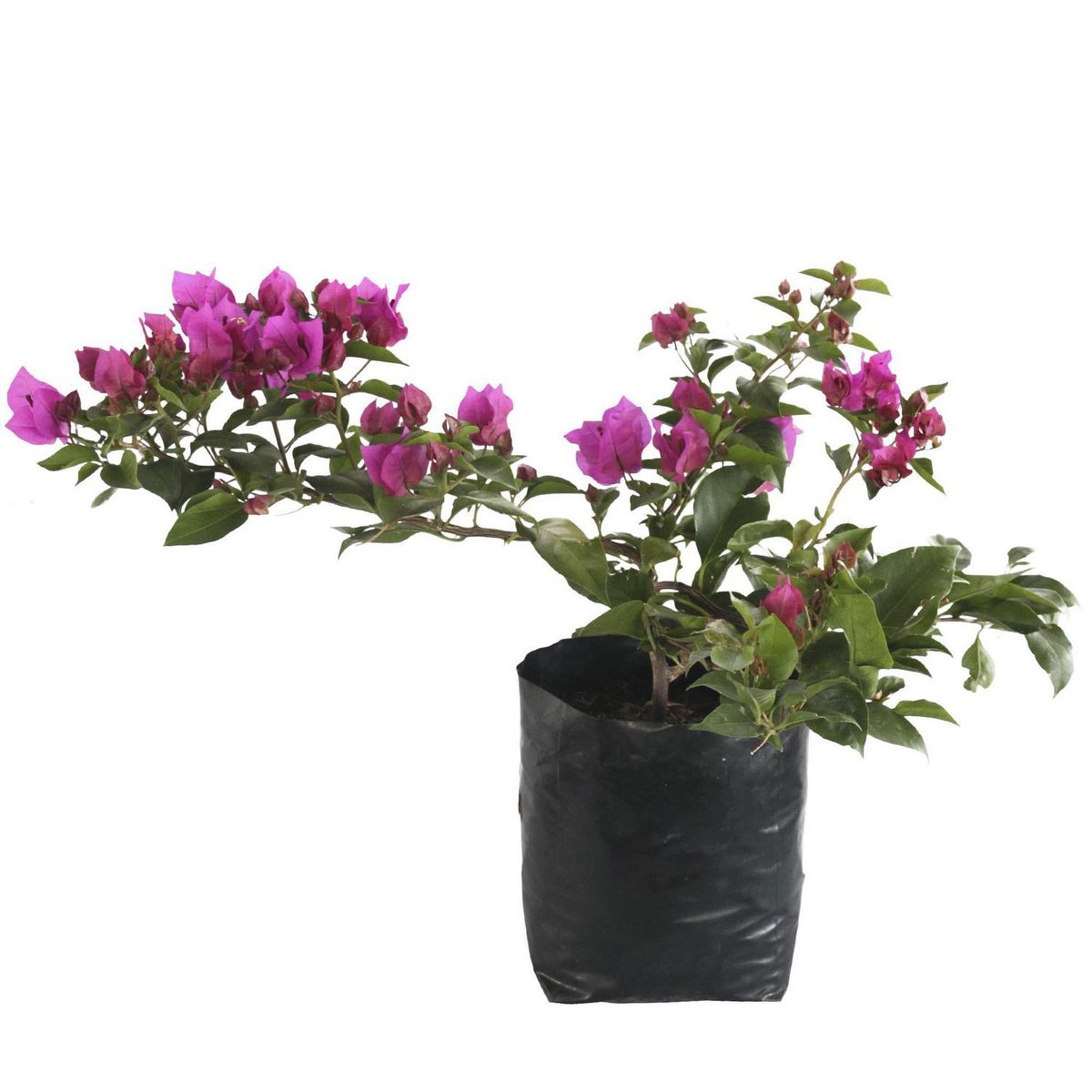 Planta Bugambilia, marca Conaplor - Foto Principal