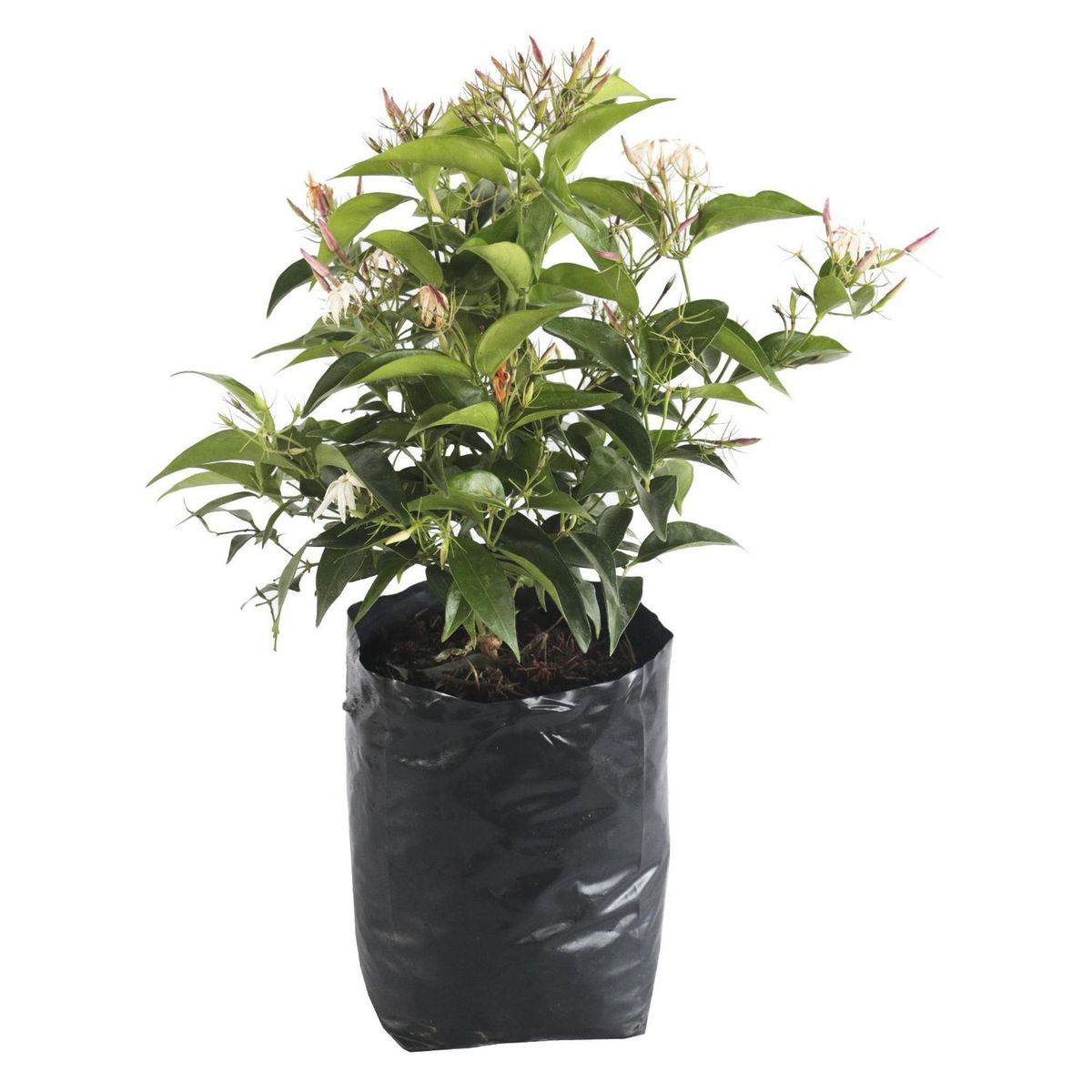 Planta Jazmin Arabigo B06, marca Conaplor - Foto Principal