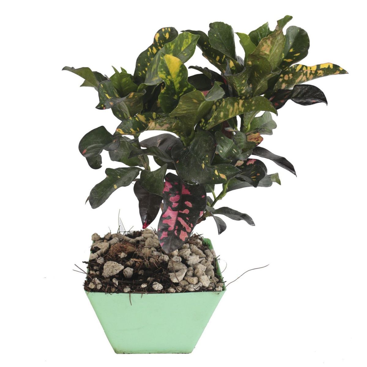 Planta Arreglo Surtido, marca Conaplor - Foto Principal