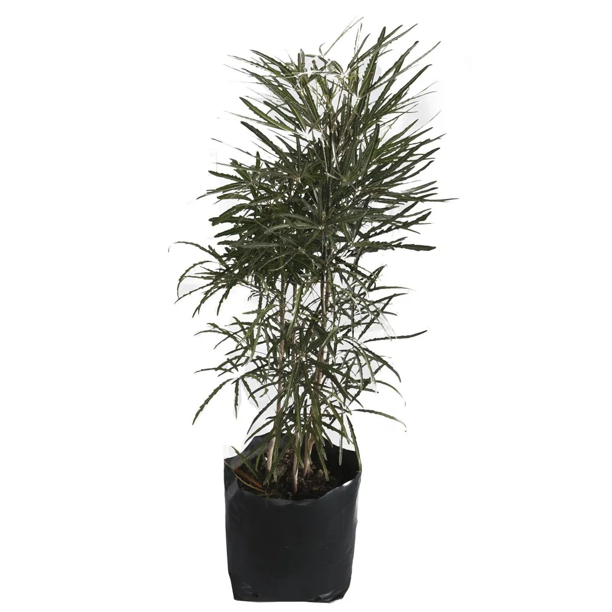 Planta Aralea Elegantisima b20, marca Conaplor - Foto Principal