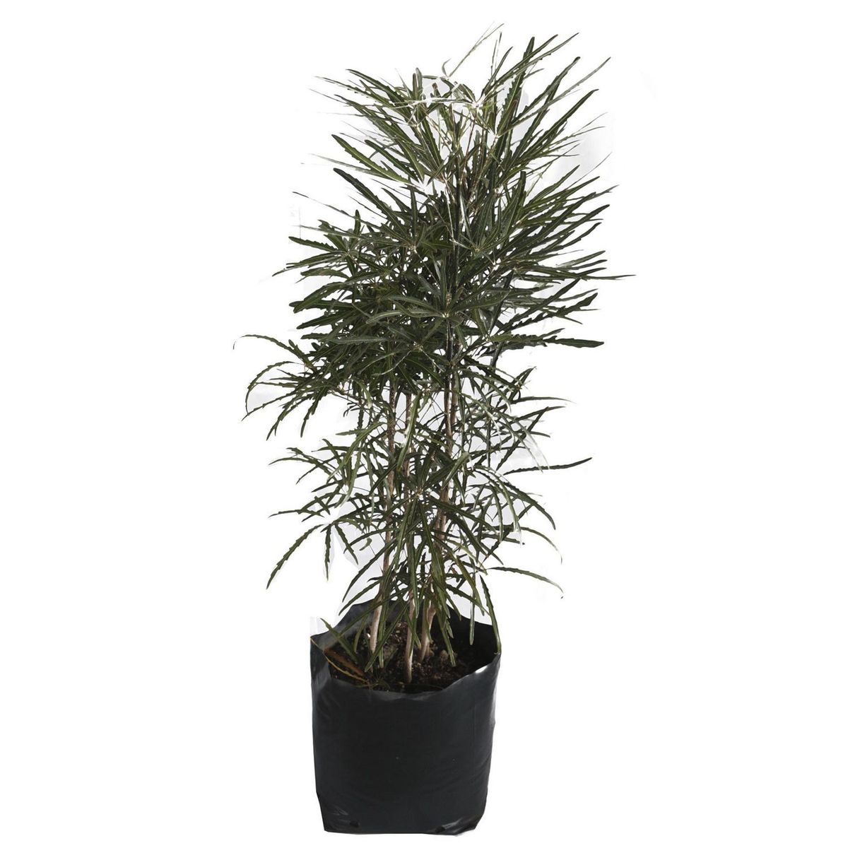Planta Aralea Elegantisima b20, marca Conaplor - Foto Principal