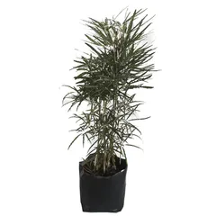 Planta Aralea Elegantisima b20