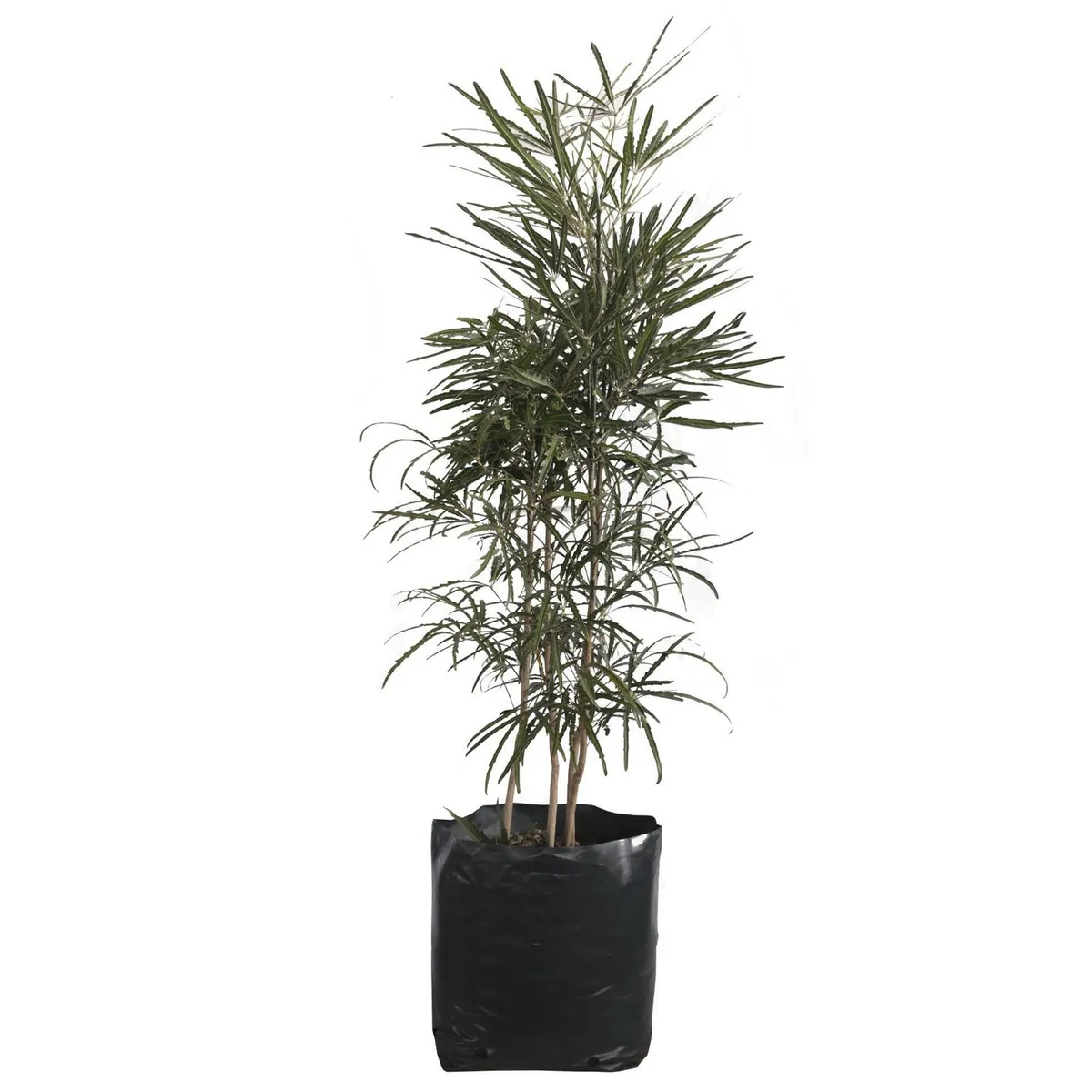 Planta Aralea Elegantisima b20, marca Conaplor - Foto 2