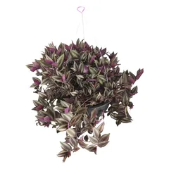 Planta Tradescantia (C10)