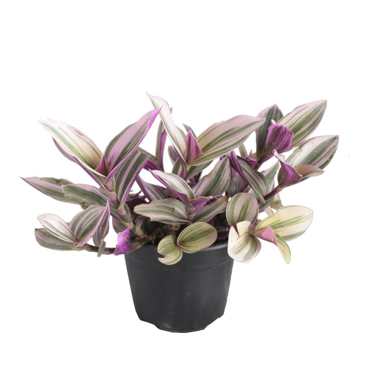 Conaplor - Planta Tradescantia Nanouk M6