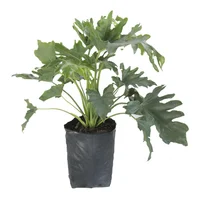 Planta Philodendro Sellum B15