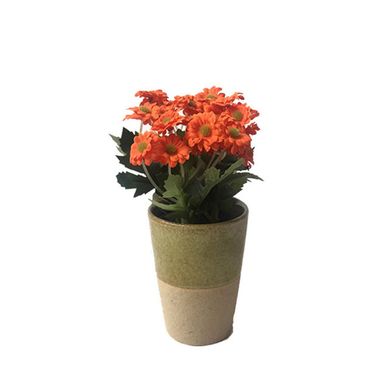 Planta Decorativa Margaritas N