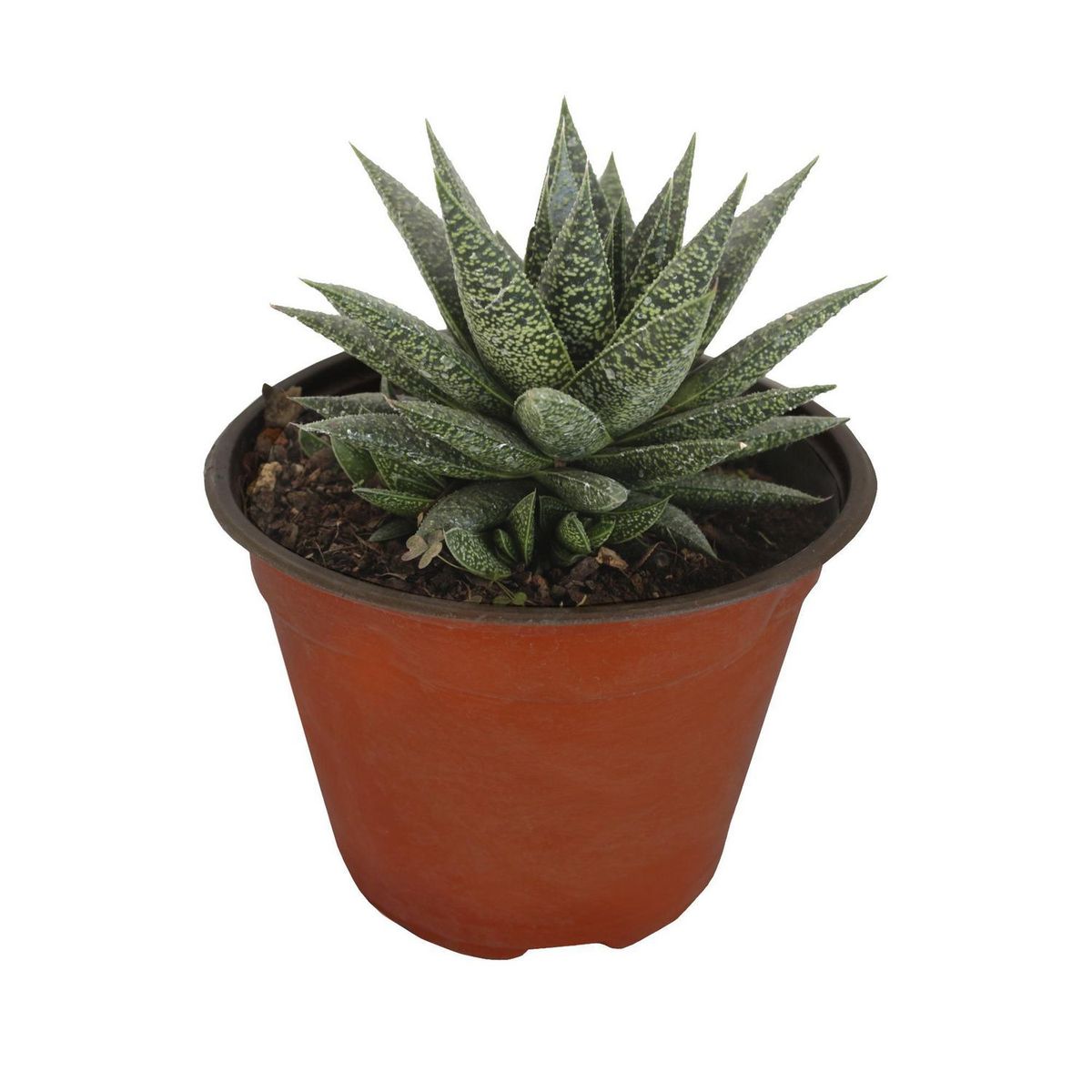 Conaplor - Planta haworthia m07