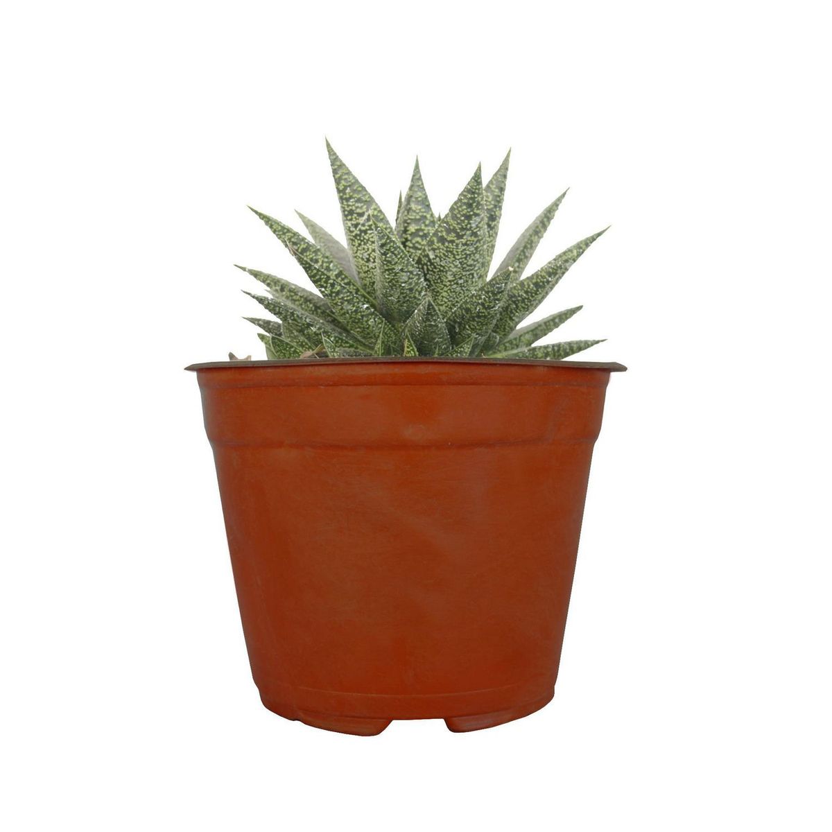 Conaplor - Planta haworthia m07
