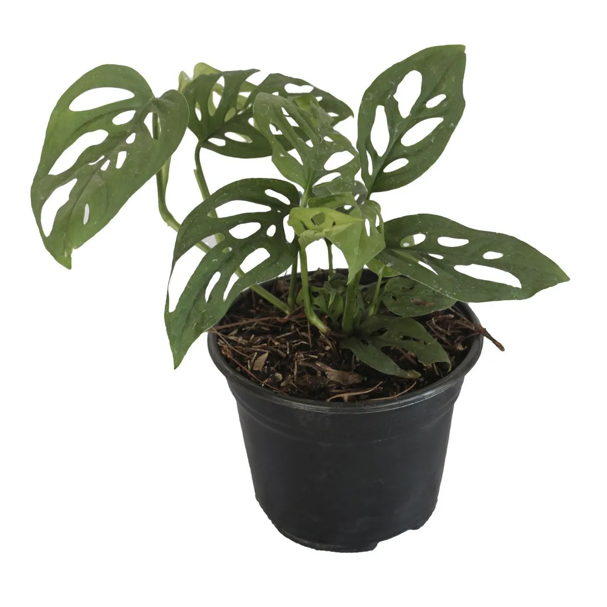 Conaplor - Planta monstera adansinii 06