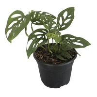 Planta monstera adansinii 06