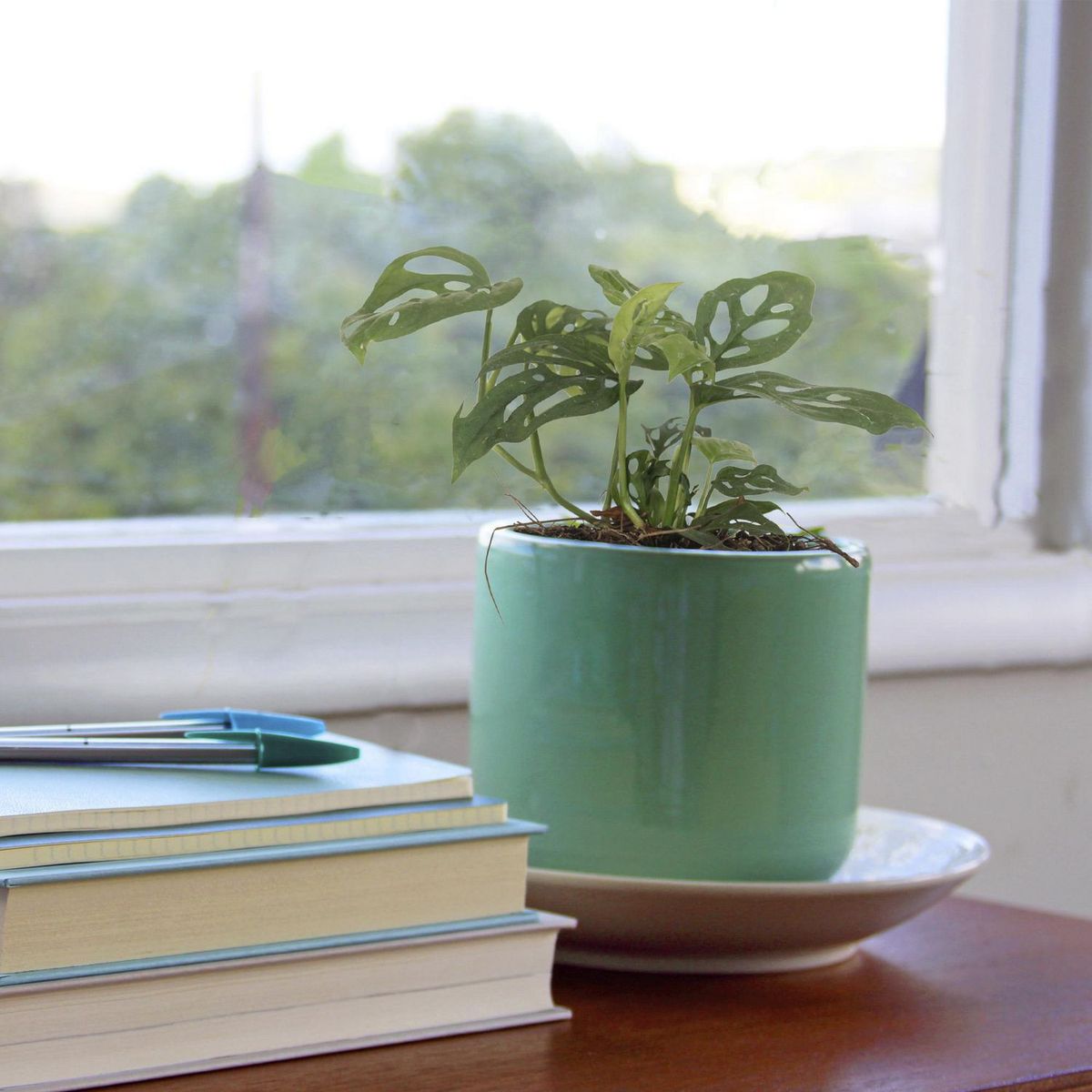 Conaplor - Planta monstera adansinii 06