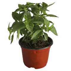 Planta Albahaca M04