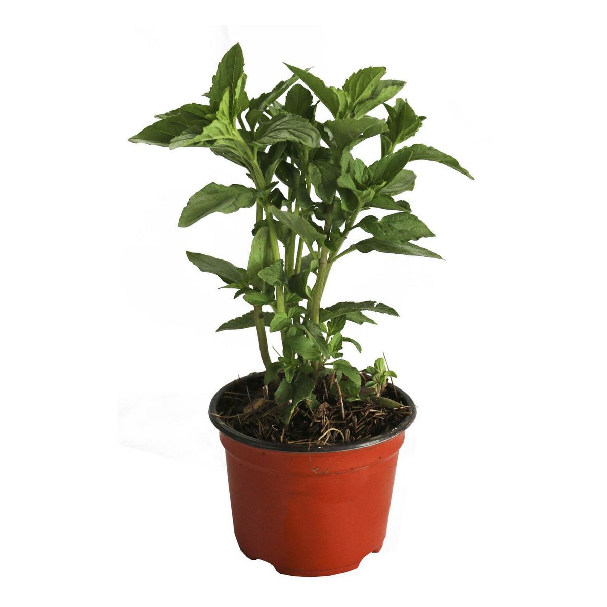 Conaplor - Planta Hierbabuena M04