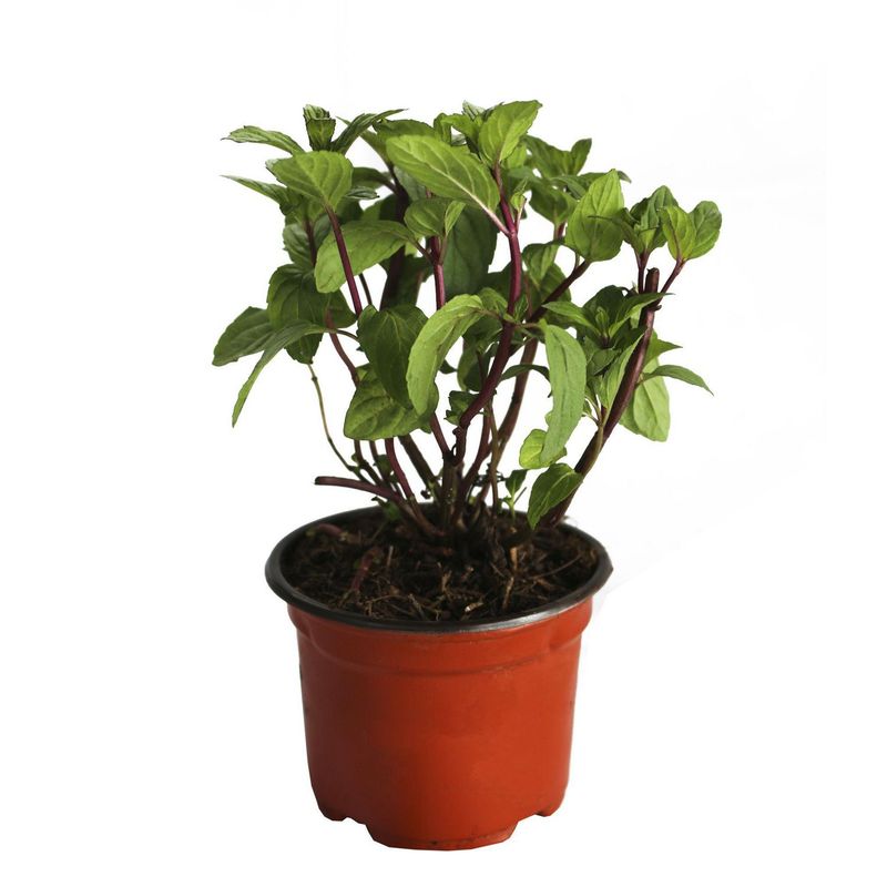 Conaplor - Planta Menta M04