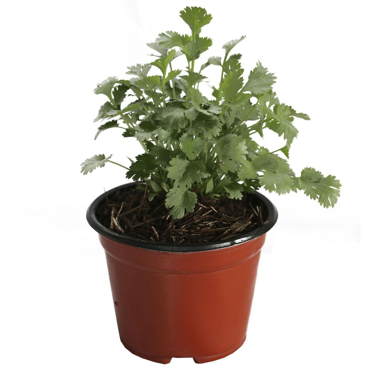 Conaplor - Planta Cilantro M04