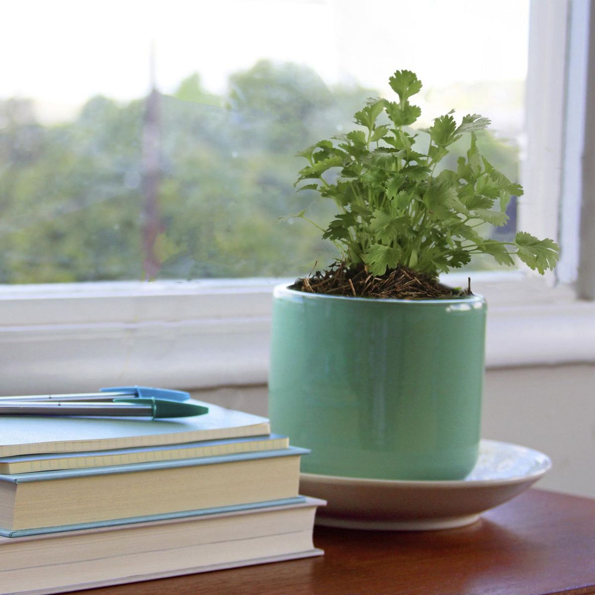 Conaplor - Planta Cilantro M04