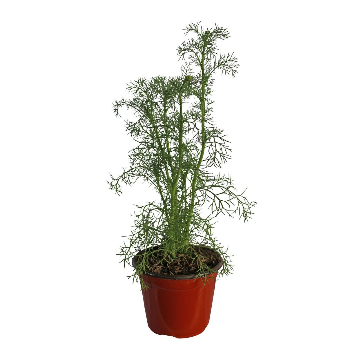 Planta Manzanilla M04, marca Conaplor - Foto Principal