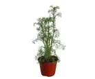 Planta Manzanilla M04
