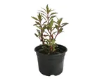 Planta Epazote m04