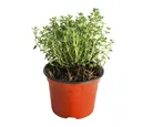 Planta Tomillo M04